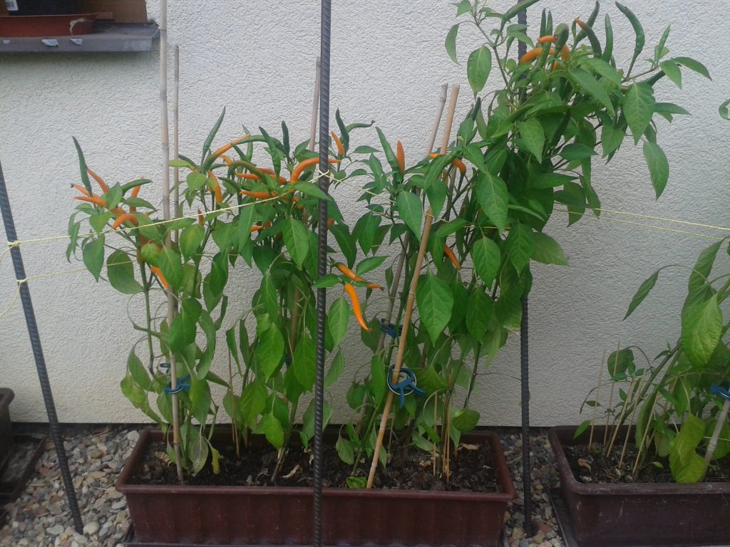 Naše druhy chilli papriček - Kilián