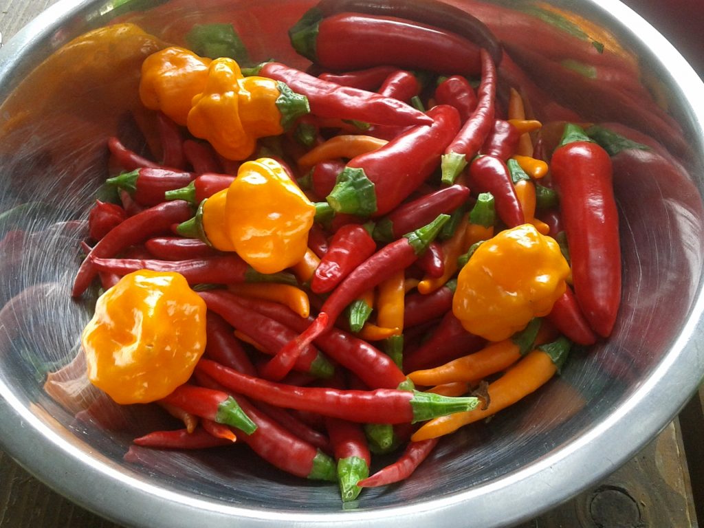 Pěstujeme chilli papričky s TTydyt's Studio