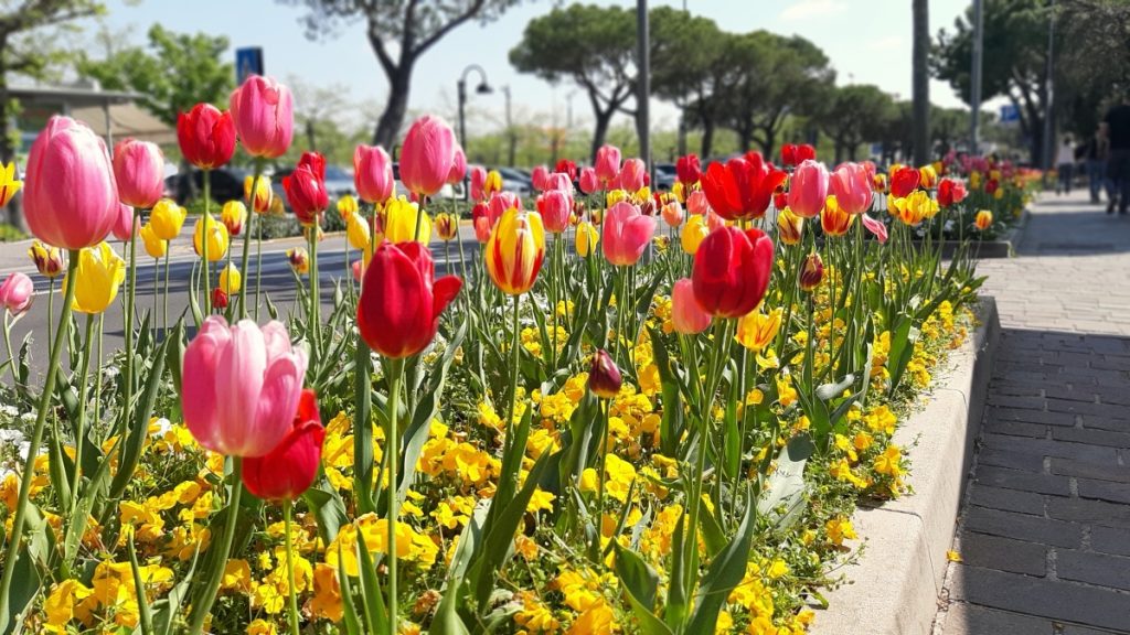 Jezero Lago di Garda - tulipány před městečkem Sirmione